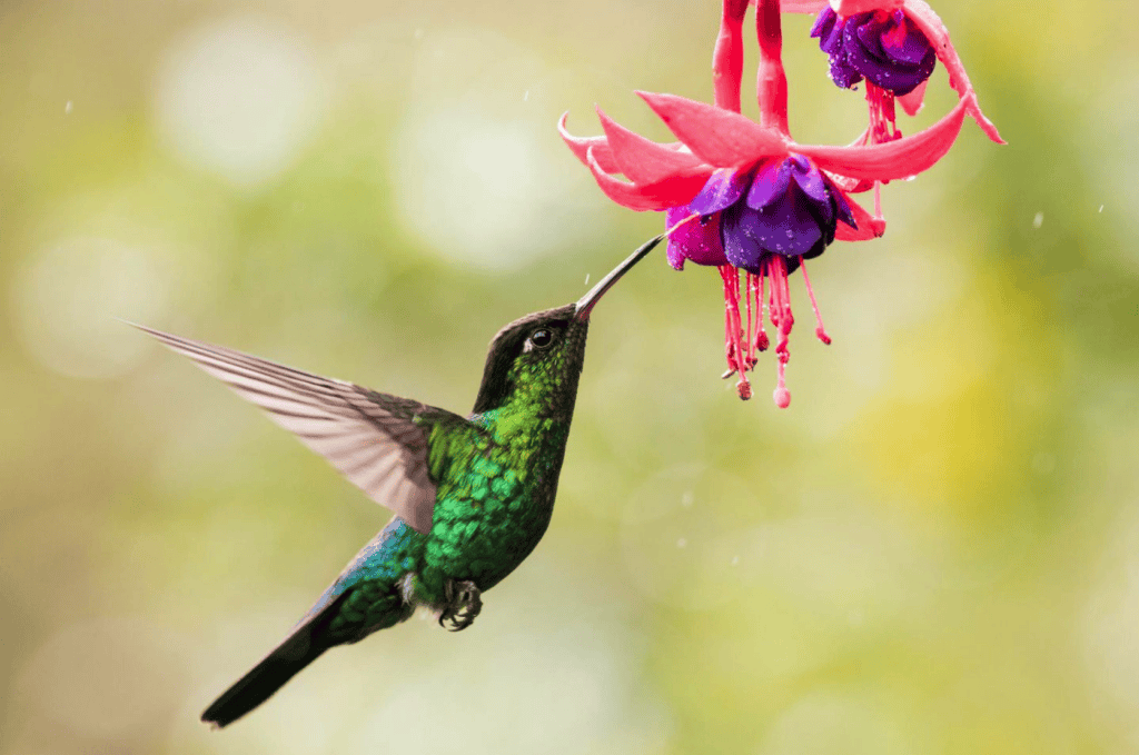 A vibrant green hummingbird with iridescent feathers hovers in mid-air, sipping nectar from a bright red and purple flower against a soft-focus green and yellow background.