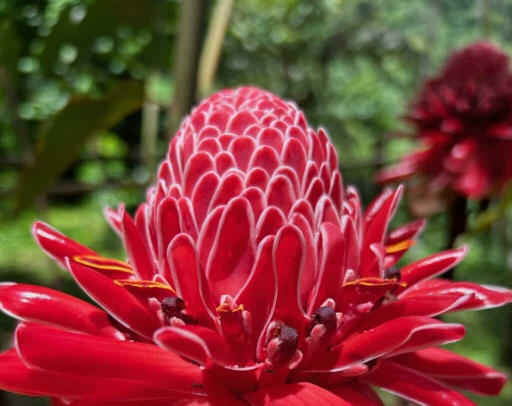 Close-up of a vibrant red flower with a cone-shaped center and layered petals, surrounded by lush green foliage in the background. The petals have white edges, and the bright colors create a striking contrast with the greenery.